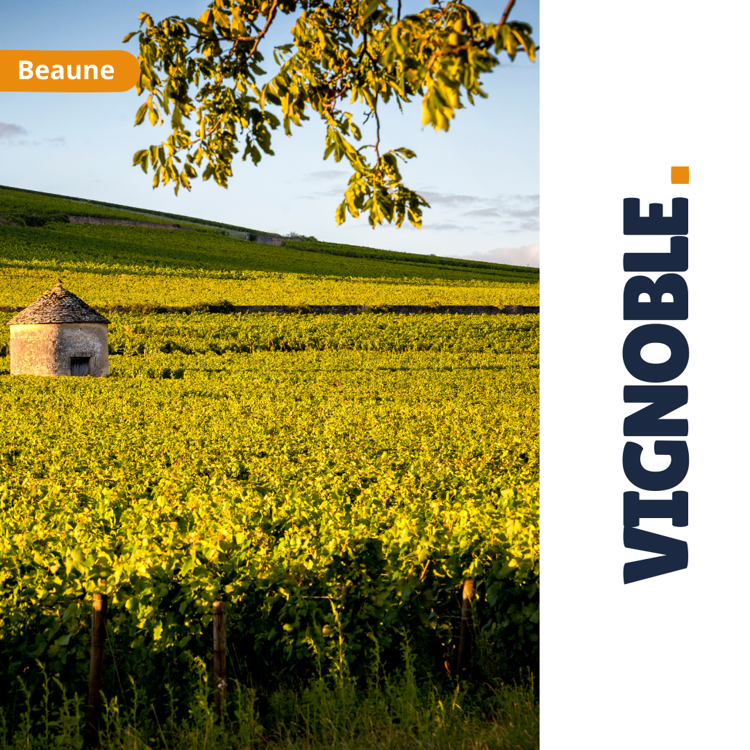 Impakture organise vos événements en France, au cœur des vignobles.